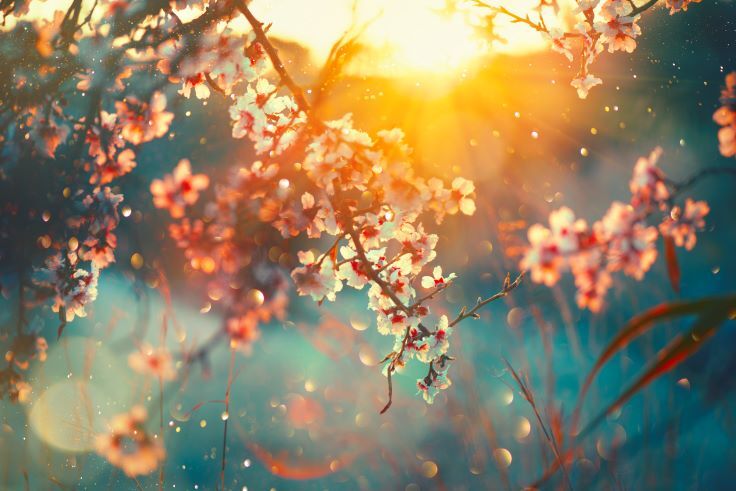 Stimmungsvolles Bild mit Blüten im Abendlicht - als Symbol für Stimmung in Texten